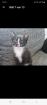Katzenbaby 12 Wochen alt