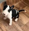 Miniatur Bullterrier